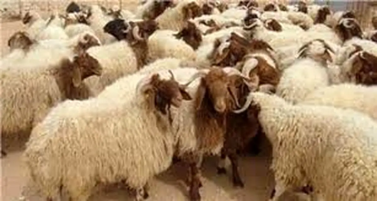 نرخ دام زنده در آستانه عید قربان