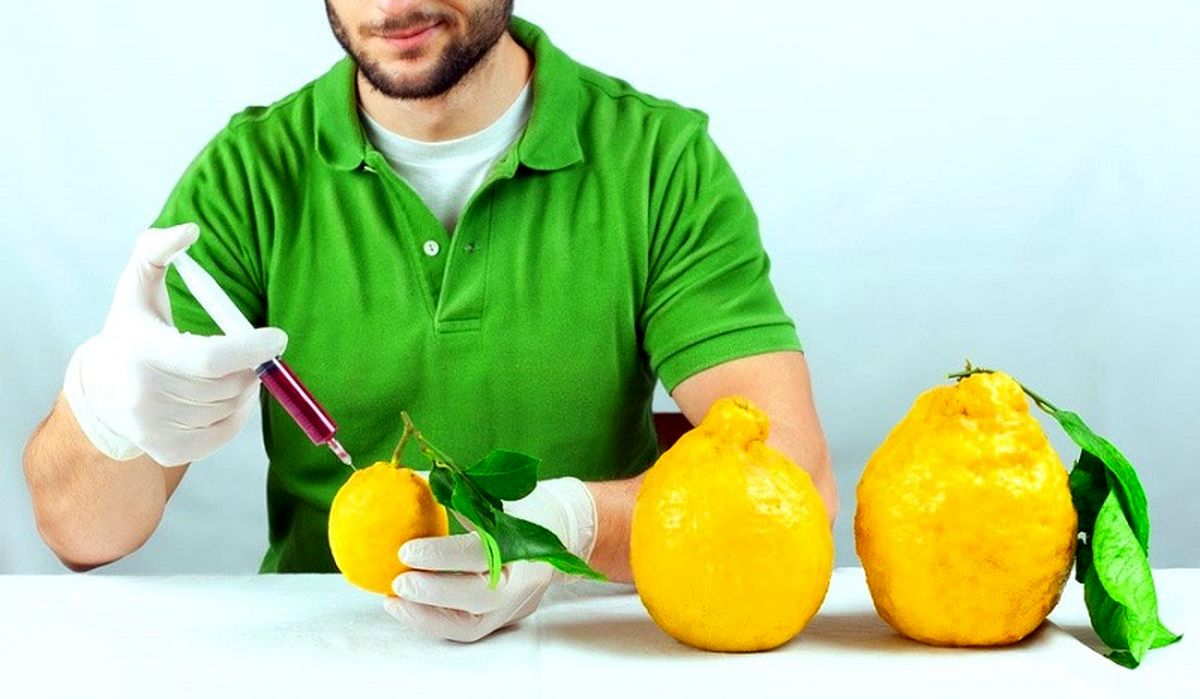 غذاهای تراریخته بخوریم یا نخوریم؟