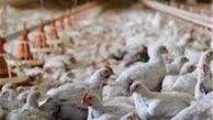 آنفلوانزای پرندگان همچنان در حال گسترش/ 12 میلیون مرغ از بین رفتند