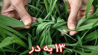 آغاز بزرگترین پیک نیک خانوادگی