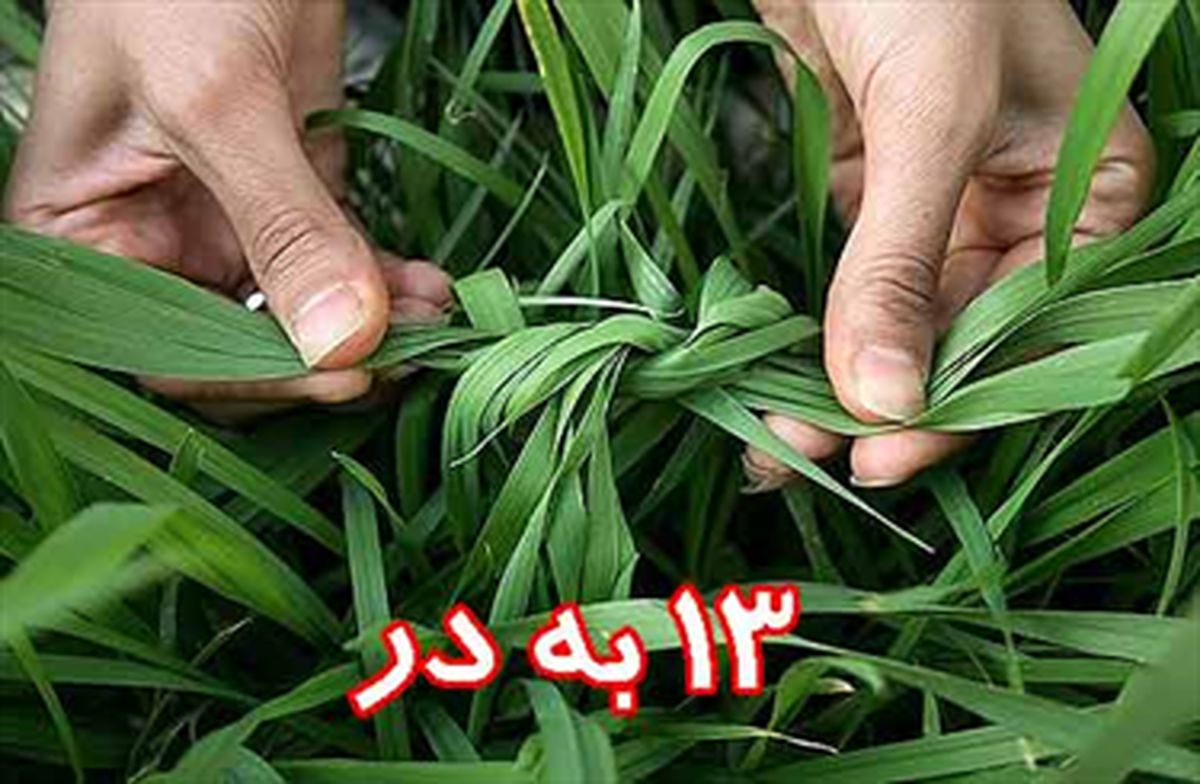 آغاز بزرگترین پیک نیک خانوادگی