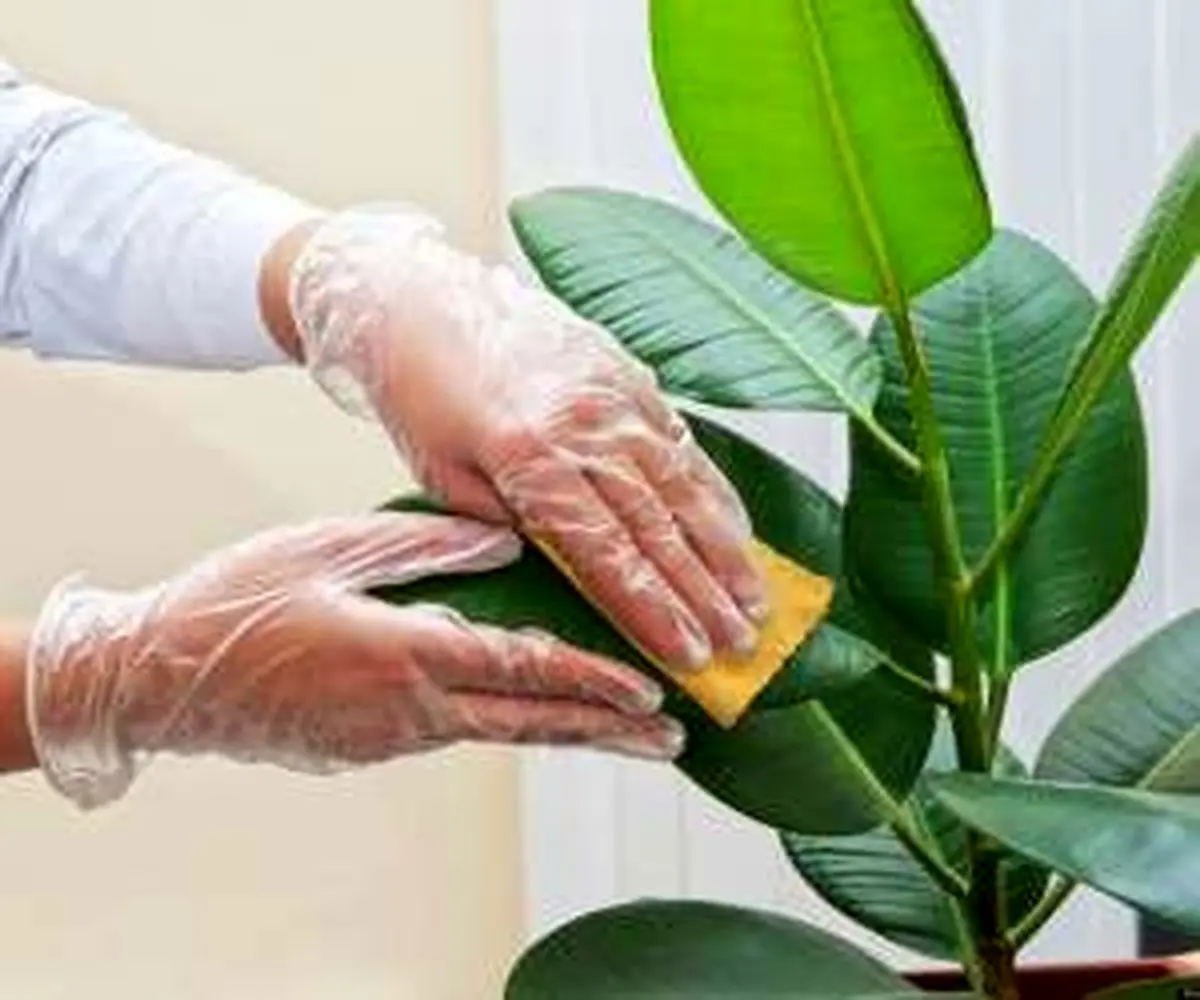 علت پژمرده شدن گیاهان آپارتمانی