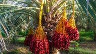 برداشت خرما آغاز شد+ عکس