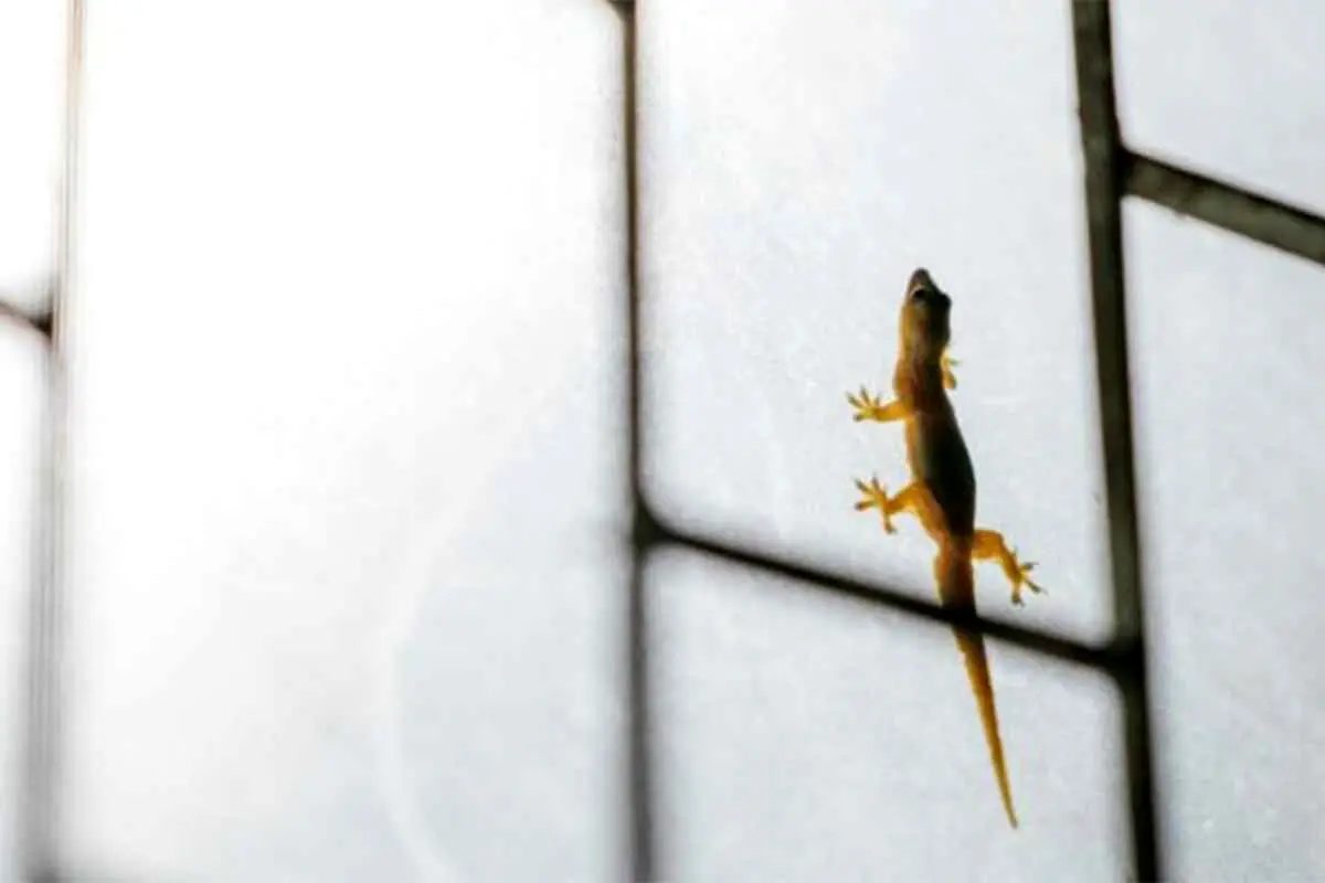 بهترین سم های مارمولک کش خانگی