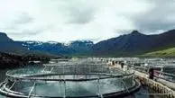رویکردی متفاوت با پرورش آبزیان در قفس 