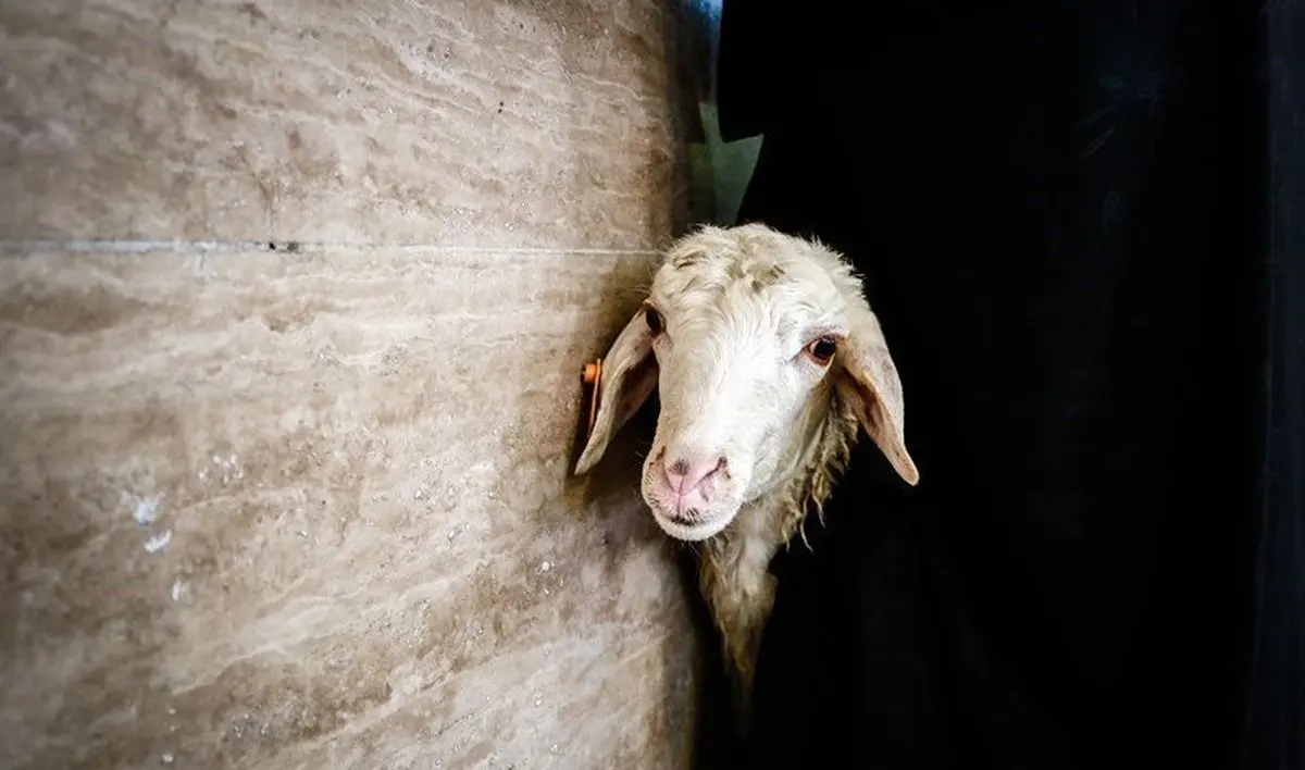 ممنوعیت ذبح دام به مدارس تهران ابلاغ شد