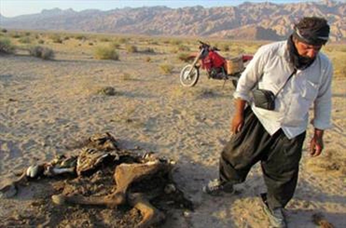 تلفات گسترده دامهای نتیجه ساخت جاده درکوه بافق