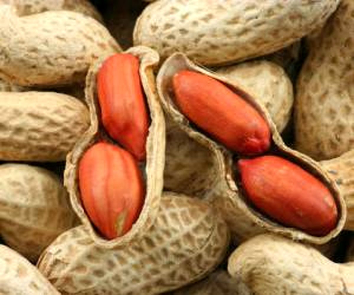 خواص بسیار با ارزش نهفته در بادام زمینی
