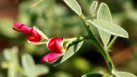 خواص عرق خارشتر و نحوه مصرف آن