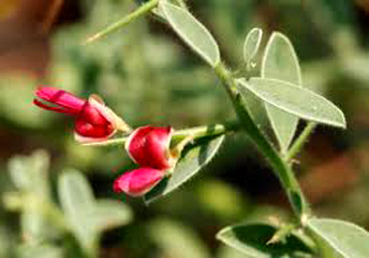 خواص عرق خارشتر و نحوه مصرف آن