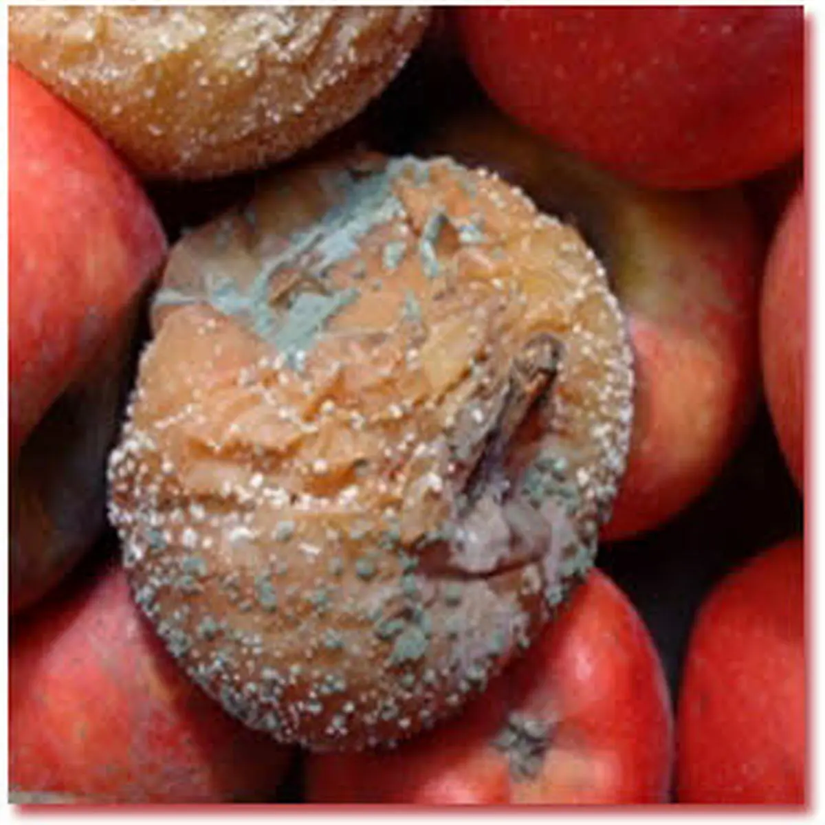 با کپک غذاها چه کنیم ؟