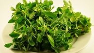 شنبلیله گیاهی دارویی با خواصی معجزه آسا 