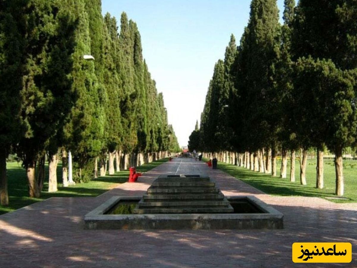خلاقیت جالب و دیدنی شهرداری شیراز با درخت خشک شده