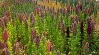 گیاه کینوآ برای نخستین بار در بافق کشت شد