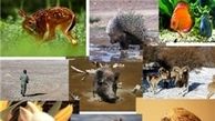 شکار گونه‌های جانوری به دنبال افزایش قیمت گوشت