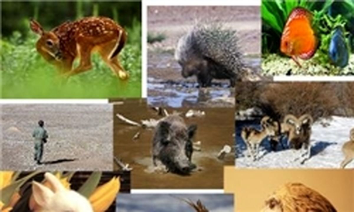 شکار گونه‌های جانوری به دنبال افزایش قیمت گوشت