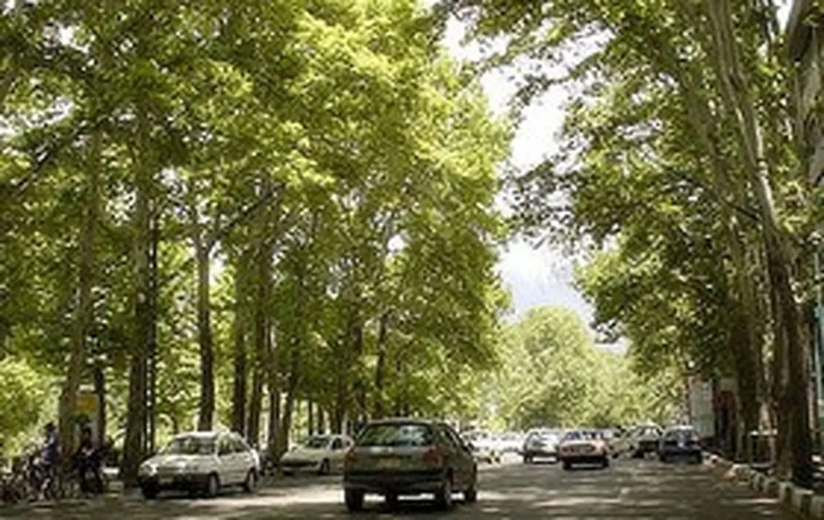 درختان دارآباد چه شدند؟
