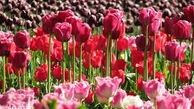  رنگ و بوی بهار در باغ گیاه‌شناسی ملی