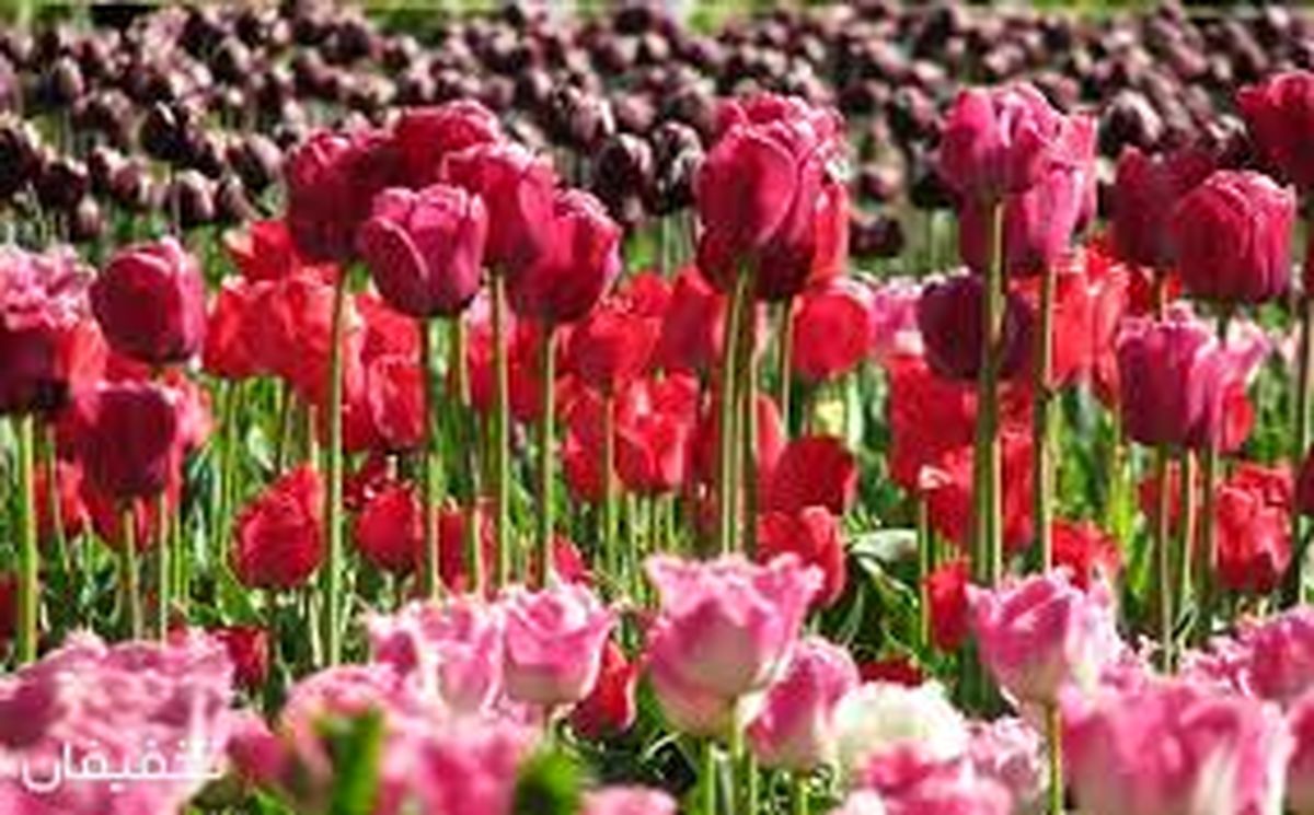  رنگ و بوی بهار در باغ گیاه‌شناسی ملی