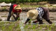شالیکاران از نشاء زود هنگام برنج پرهیز کنند