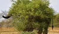  استتار فیل