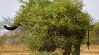  استتار فیل
