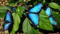زیباترین پروانه‌ های دنیا + تصاویر