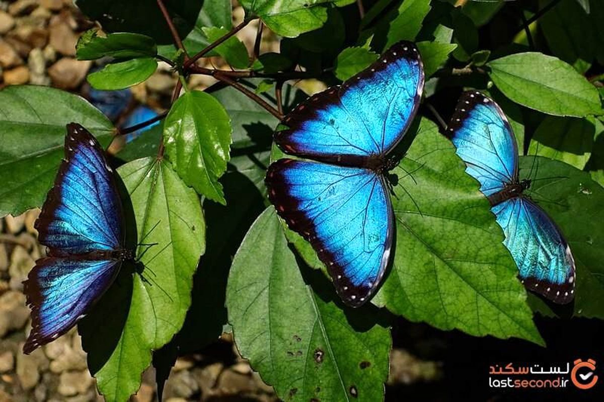 زیباترین پروانه‌ های دنیا + تصاویر