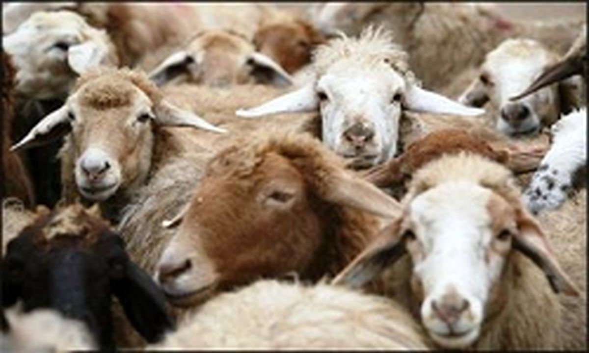توصیه‌های وزارت بهداشت درباره ذبح دام در آستانه عید قربان 