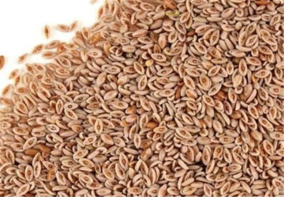  خواص دارویی اسفرزه از دیدگاه طب سنتی 