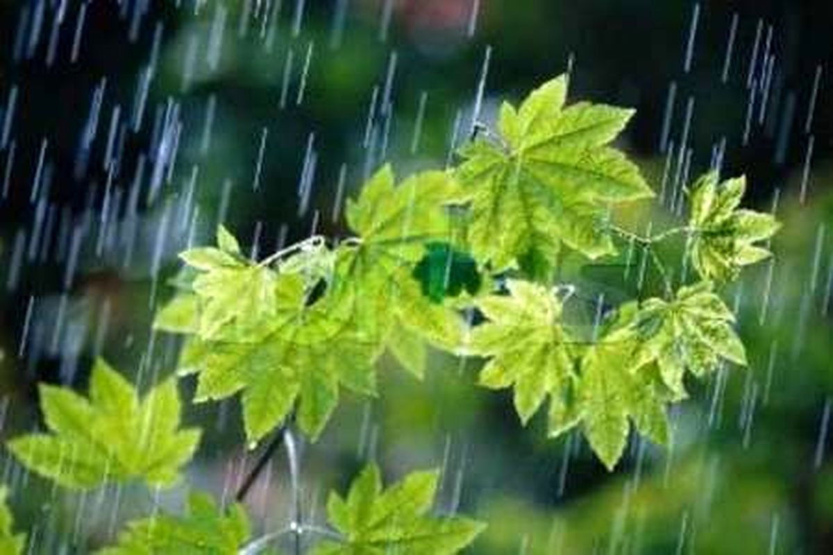 بارش باران جان تازه ای به مزارع کشاورزی کرمانشاه داد