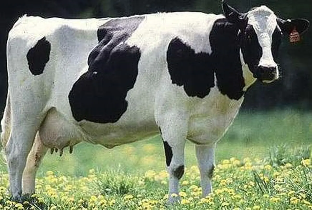 واردات 228 کیلو «نطفه زنده» به ایران/ هر کیلو نطفه 16 میلیون تومان