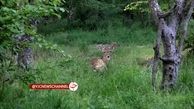 تولد ۵ راس گوزن زرد ایرانی در پناهگاه حیات وحش ساری