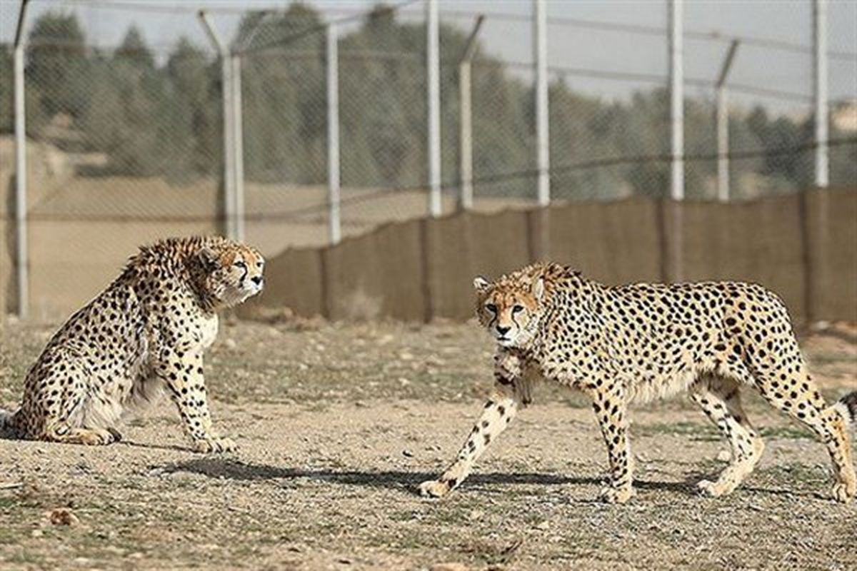 تنها یوزپلنگ نر ایرانی دنیا در اسارت