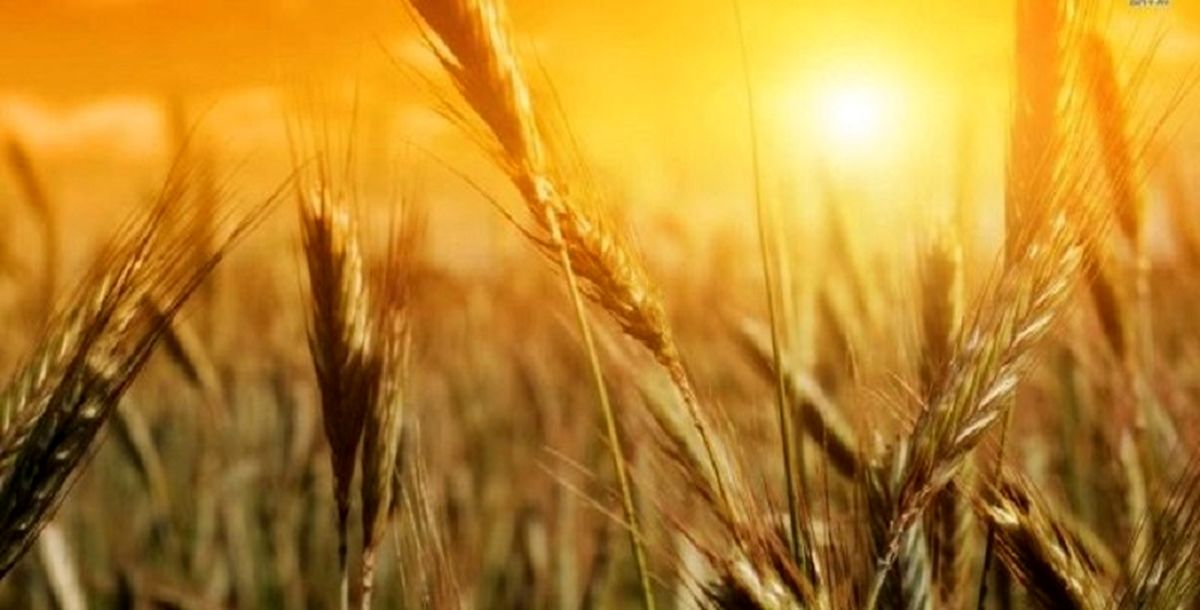 خواص جو برای سلامتی
