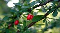 خاصیت زرشک برای بدن