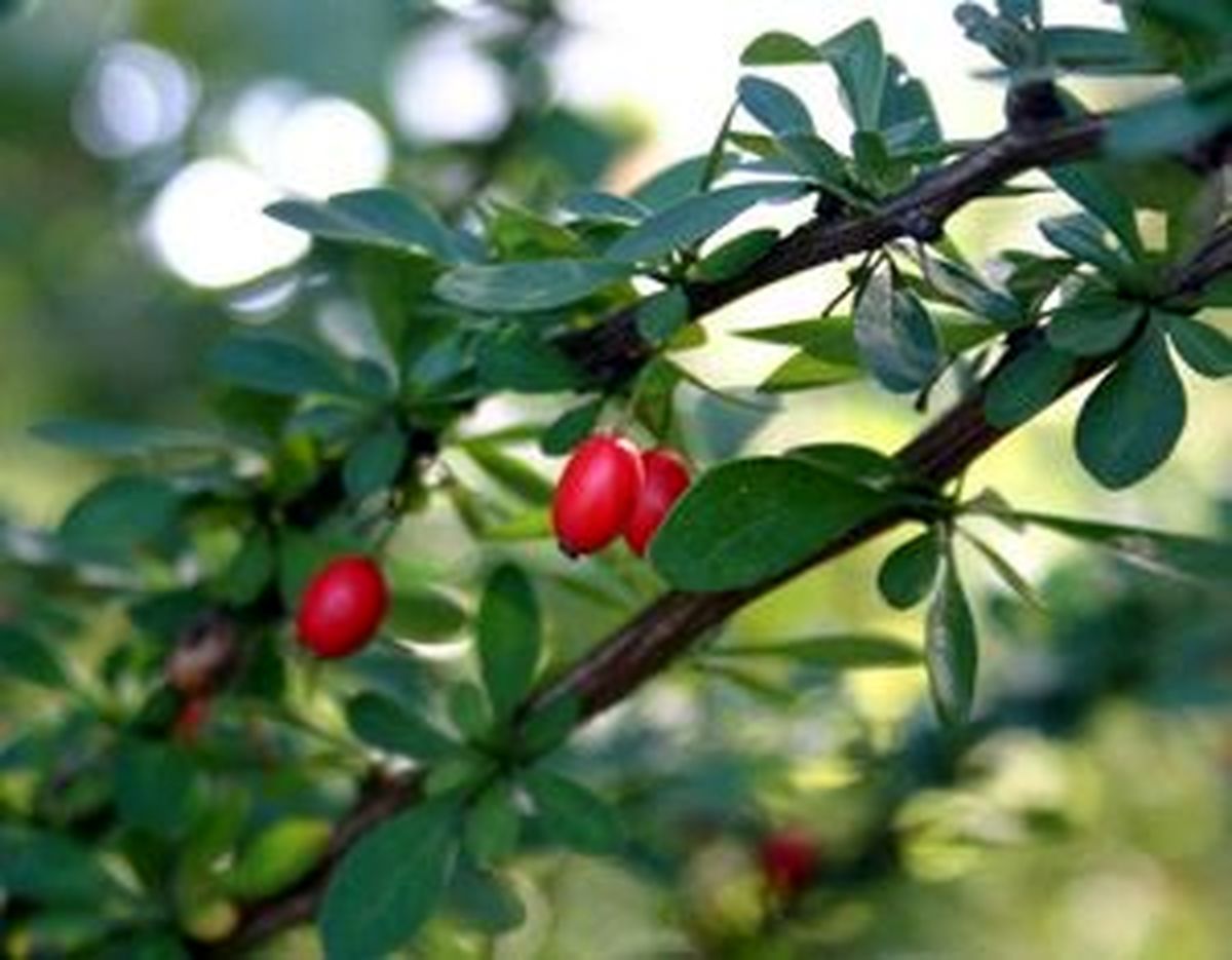 خاصیت زرشک برای بدن