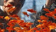 ماهی قرمز سفره عید را در رودخانه رها نکنید/اعلام محل‌های تحویل