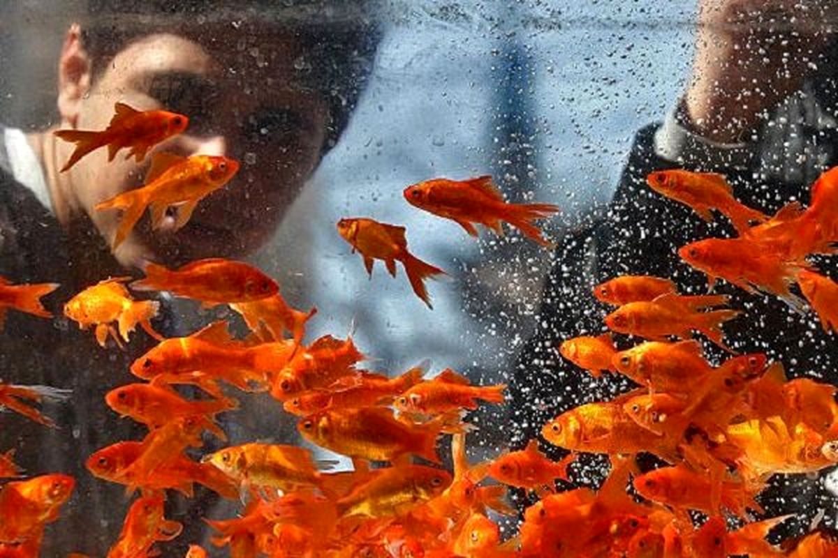 ماهی قرمز سفره عید را در رودخانه رها نکنید/اعلام محل‌های تحویل