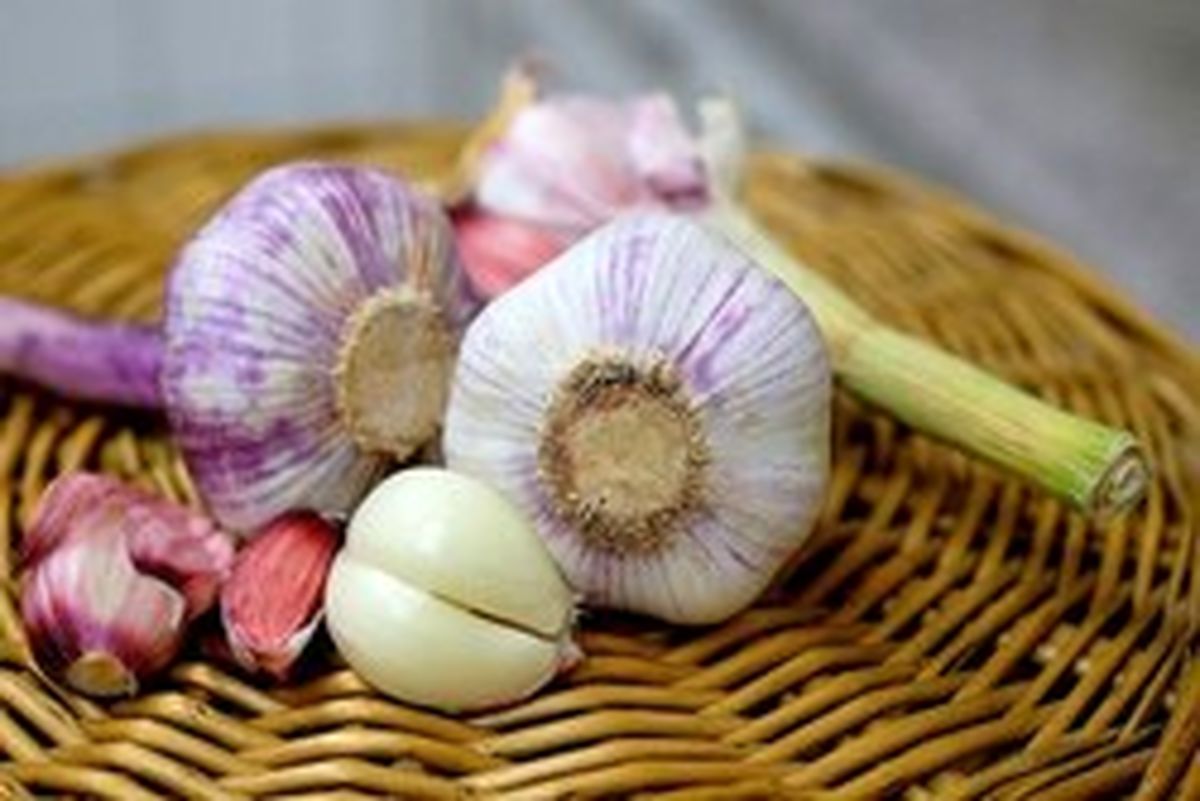 به این چند دلیل هر روز سیر بخورید