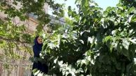 همسر علی معلم روی دیوار مشغول خوردن شاه توت! + عکس 