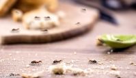 از بین بردن مورچه با چند ترفند خانگی طبیعی ؛ به راحتی با این مهمونای بهاری خداحافظی کنید