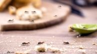 از بین بردن مورچه با چند ترفند خانگی طبیعی ؛ به راحتی با این مهمونای بهاری خداحافظی کنید