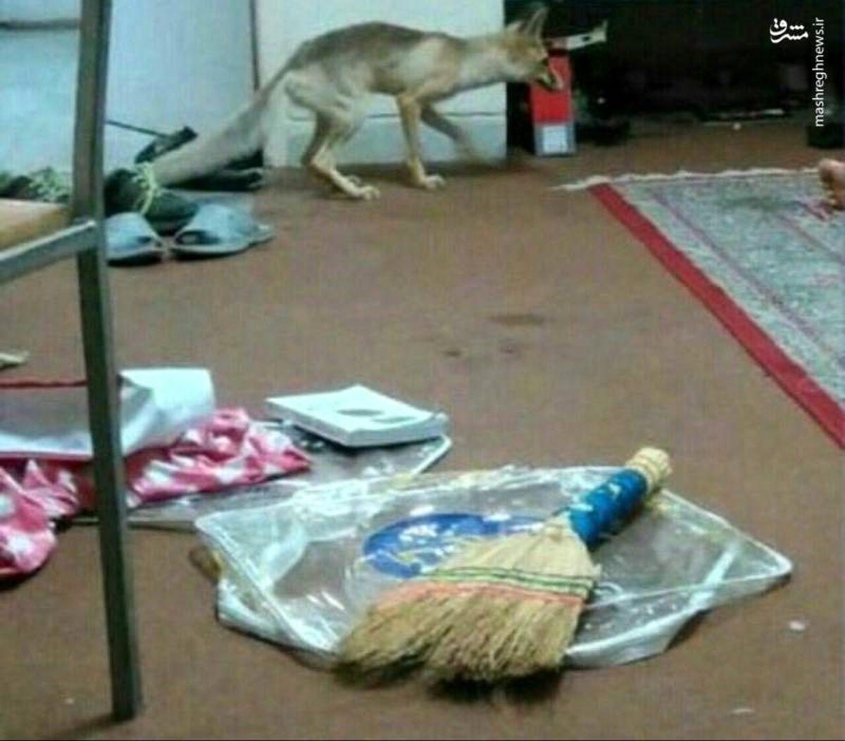 ورود روباه به یک خوابگاه دانشجویی در یزد+عکس