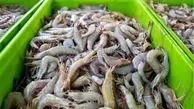 رازهاي‌ مگو درباره ‌صنعت‌ پرورش‌ ميگو