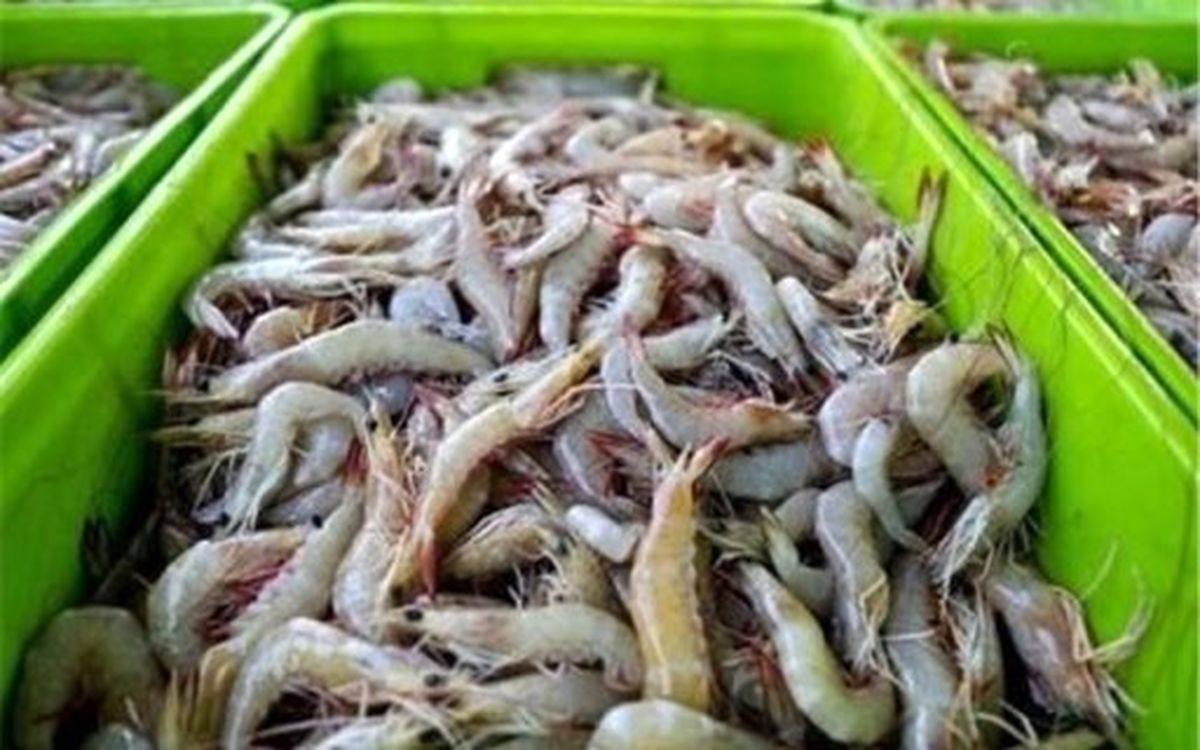 رازهاي‌ مگو درباره ‌صنعت‌ پرورش‌ ميگو