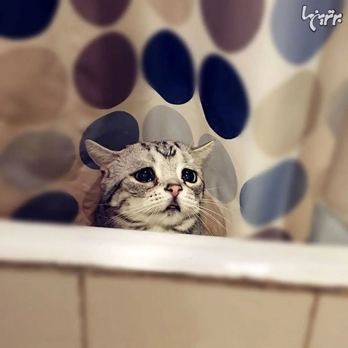 لوهو، غمگین ترین گربه دنیا