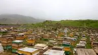راز دشمنی کشاورزان با زنبورها/ یارانه کشورهای جهان برای استقرار کندوها در مزارع کشاورزی