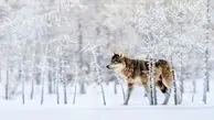 گرگ برفی در عکس روز نشنال جئوگرافیک/عکس