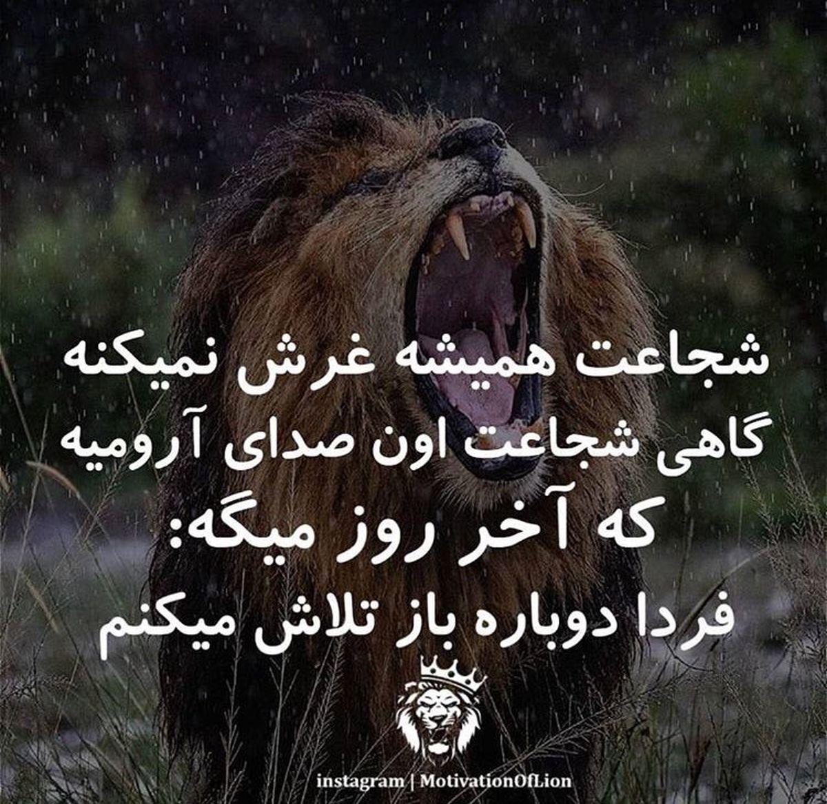 شجاعت شهره لرستانی